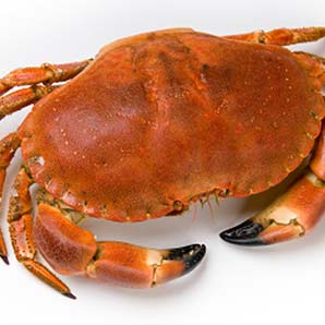 Crab